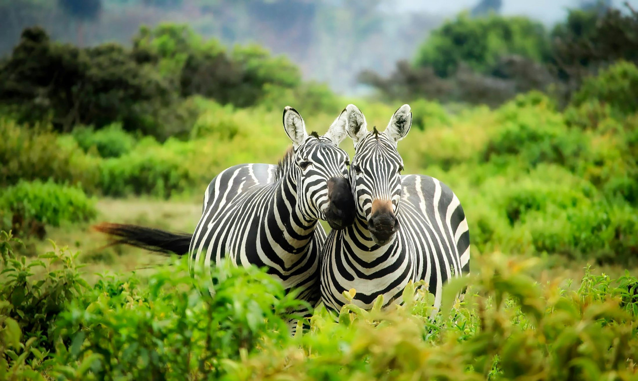 Safari in Tansania, welche Orte sollte man wÃ¤hlen und wie kann man sie organisieren?