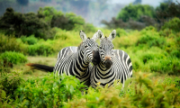 Safari in Tansania, welche Orte sollte man wählen und wie kann man sie organisieren?