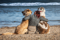 Liebt mein Hund mich? Ein Leitfaden zur Kommunikation und Bindung